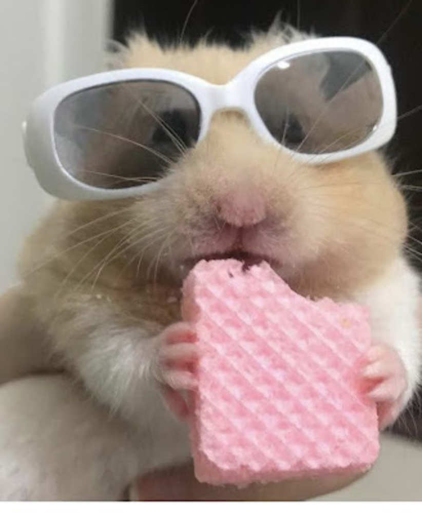 Meet your Posher, Mochi